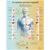 3B Scientific Sistema Nervoso Vegetativo Tavola Didattica Anatomica su Carta, Multicolore, 50 x 67 cm