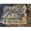 Generico Paglia di Grani Antichi Bio di Alta Qualità, da Usare come Alimento o per la Lettiera degli Animali in Balletta balla da Circa 5 Kg, Dimensioni 50x50x40, Naturale, Assorbente, Ecologica, Termoisolante