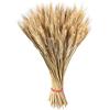 PW TOOLS 100 spighe di Grano - Bundle di covoni di Grano essiccato da 100 Pezzi,Fascio di di Grano Naturale Decorazione per Bouquet, Grano Naturale essiccato in Oro per Vaso Fattoria Casa