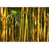 murando PREMIUM Carta da parati Bamboo 400x280 cm Fotomurali in TNT Murale alla moda Decorazione da Muro XXL Poster Gigante Design Carta per pareti Albero Alberi Natura Foresta verde Asia b-B-0072-a-c