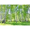 WallArena Carta Da Parati Fotografica Bosco Di Betulle Foresta Nature Alberi - Include Colla - Moderna Design Carta per Pareti Soggiorno Camera Da Letto Sala Fotomurali In Tessuto Non Tessuto TNT (254x184 cm)