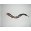 Kudu Yemenite HORN SHOFAR Kudu Yemenite, corno shofar, kosher, lucido, 60-69 cm