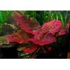 BiotopeAquatics 1 bulbo di pianta viva per acquario, ninfea rubra rossa, fiore di loto, pianta tropicale per acquario, ottimo nascondiglio per pesci