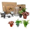 I GIARDINI DI GIULIA - Kit Terrarium Fai-da-Te in Vetro | Ecosistema Autostenibile con 3 Piante Vere | Felce, Edera, Fittonia | Ideale per Casa e Ufficio | Trasparente