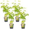 Bloomique - Set di 4 - Acer Palmatum Going Green - Foglia Verde - Acero Giapponese - Resistente al Freddo - Pianta da Giardino - Alte 25-40 cm - Vaso 10,5 cm