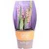 eGarden.store Pianta di Orchidea Calanthe o Orchidea terrestre pianta da esterno fiori vari colori pianta ornamentale rizomatosa vera venduta da eGarden.store