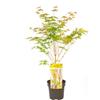 Vivaio di Castelletto Acero giapponese Acero palmatum Bi-hoo pianta in vaso ø18 cm H 80-100 cm circa Vivaio di Castelletto
