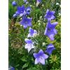 Generic 1 PIANTA DI PLATYCODON BLU CAMPANULA VASO 13CM PERENNE