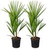 Bloomique - Set di 2 - Chamaerops Humilis - Palma Nana Europea - Palma da Giardino - Resistente al Freddo - Alte 40-50 cm - Vaso 15 cm