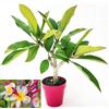 POWERS TO FLOWERS - PLUMERIA FRANGIPANI RAMIFICATA BIANCO/ROSA CON OCCHIO GIALLO, altezza 45cm, vaso 16 cm diametro, pianta vera
