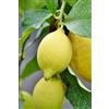 eGarden.store Pianta di Limone Limoncello Di Napoli Pianta di Cirtrus Limon Pianta di Limetta Acida di Napoli albero di Agrumi albero di Limone Limconcello da mangiare pianta vera venduta da eGarden.store