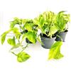 POWERS TO FLOWERS - POTHOS NEON QUEEN, 3 PIANTE v12cm, piante vere