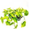 POWERS TO FLOWERS - POTHOS NEON QUEEN, 2 PIANTE v12cm, piante vere