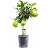 Vivaio di Castelletto Cedro "citrus medica", pianta innestata in vaso ø 20 Agrumi di Sicilia, Made in Italy, Vivaio di Castelletto