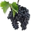 Generico AMDGarden Pianta di Uva Vite Innestata da Tavola Pizzutello Nero in Vaso 18 cm