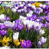 Generic Crocus sativus Blumensamen - 50 pezzi Hausgarten Bonsai DIY Pflanze Semillas de flores Blumen Samen Lila Weiß