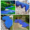 Cyhhsy 50.000 semi Timo blu strisciante, varietà perenne senza OGM, si diffonde lentamente come un tappeto blu naturale a causa della sua natura strisciante.