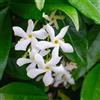 Bloomique - Set di 2 - Trachelospermum jasminoides - Gelsomino toscano - Bianco - Rampicante - Sempreverde - Resistente al freddo - Alta 50-70 cm - Vaso da 15 cm