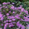 Generic lantana - lantana in vaso da esterno decorazione biologica per mini giardino d'appartamento rare arbusti a crescita Decorazioni per 300semi