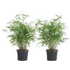 Bloomique - Set di 2 - Fargesia rufa - Pianta di bambù - Non invadente - Resistente al freddo - Sempreverde - Piante da giardino - Alte 40-60 cm - Vaso da 17 cm
