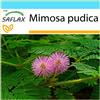 SAFLAX - Confezione regalo - Sensitiva - 70 semi - Mimosa pudica