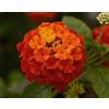 Generic 50 Lantana Camara giallo-rosso (Rosso Giallo-) Sementi, semi