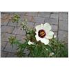 Seeds & Plants Shop by Ipsa Pezzi - 20x Ibisco Cannabinus Kenaf Giardino Piante - Seme ID115 - Seeds Plants Shop Samenbank Pfullingen Patrik Ipsa