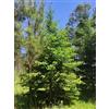 Generico 30 Semi di Picea abies (Abete Rosso Comune o di Norvegia) - Conifera Sempreverde Resistente al Freddo - Ideale per Giardino, Bonsai o Albero di Natale