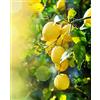 Generico Pianta di LIMONE 4 stagioni Citrus Limon - in vaso: Ø 22 cm - H. 80/90 cm