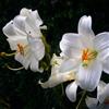Generic - Lilium Candidum Seeds