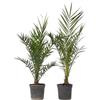 Plant in a Box - Phoenix Canariensis - Set di 2 - Palma da dattero delle Canarie - XL - Vaso 19cm - Altezza 80-100cm
