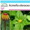 SAFLAX - Confezione regalo - Crescione del Brasile - 500 semi - Acmella oleracea