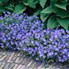 Bloomique - Set di 3 - Geranium 'Johnsons Blue' - Geranio - Fiori blu - Resistente al freddo - Altezza 10-20 cm - Vaso 9x9 cm