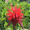 Arborix 6 x Monarda 'Cambridge Scarlet' - Perenni Vaso 9cm x 9cm