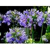 Generic 20 Graines de Lis du Nil, Agapanthus Africanus, Agapanthus Umbellatus seeds
