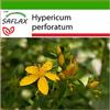 SAFLAX - Iperico - 300 semi - Con substrato - Hypericum perforatum