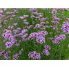Arborix 6 x Verbena Bonariensis - Perenni Vaso 9cm x 9cm