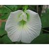 Generic White Butterfly Pea (Clitoria ternatea) 10+ Semi, Molto Molto raro