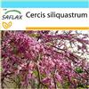 SAFLAX - Confezione regalo - Albero di Giuda - 60 semi - Cercis siliquastrum