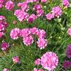 Arborix 6 x Armeria Maritima 'Splendens Perfecta' - Perenni Vaso 9cm x 9cm