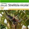 SAFLAX - Uccello del paradiso - 5 semi - Con substrato - Strelitzia nicolai