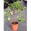 Vivaio di Castelletto Limone nano, Pianta in Vaso ø 20 cm, Pianta Agrumi di Sicilia, Vivaio di Castelletto