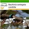 SAFLAX - Albero di orchidea bianca - 5 semi - Con substrato - Bauhinia variegata candida