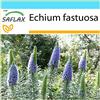 SAFLAX - Confezione regalo - Orgoglio di Madeira - 100 semi - Echium fastuosa