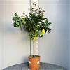 SAVINI VIVAI L'ARTE DI FARE NATURA SAVINI VIVAI Pianta di Limone Albero Agrumi Lunario Limone ad Alberello in Vaso da 24 cm altezza 90-110 cm 3-4 Anni di innesto Made Italy