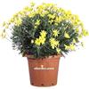eGarden.store Pianta di Euryops Pectinatus pianta da esterno pianta da fiore pianta sempreverde pianta vera venduta da eGarden.store (Vaso 40 cm)