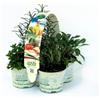Amori e aromi 8 piante aromatiche classiche per cucina italiana e per grigliate (MEDITERRANEO + GRILL)