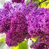 Generic Lillà 'Charles Joly' 40-60 cm Vaso - Syringa vulgaris 'Charles Joly' - Fioritura rosso porpora profumata
