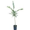 Generico Pianta di Finger Lime Bianco - Immagine reale