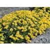 Generic 200 Semi di Sedum IP252 (Sedum Acre)